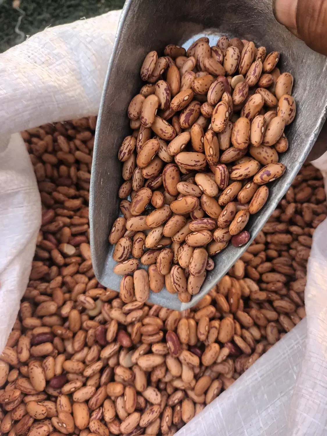 لوبیا چیتی|عمده‌فروشی|پرند, فاز ۶|دیوار