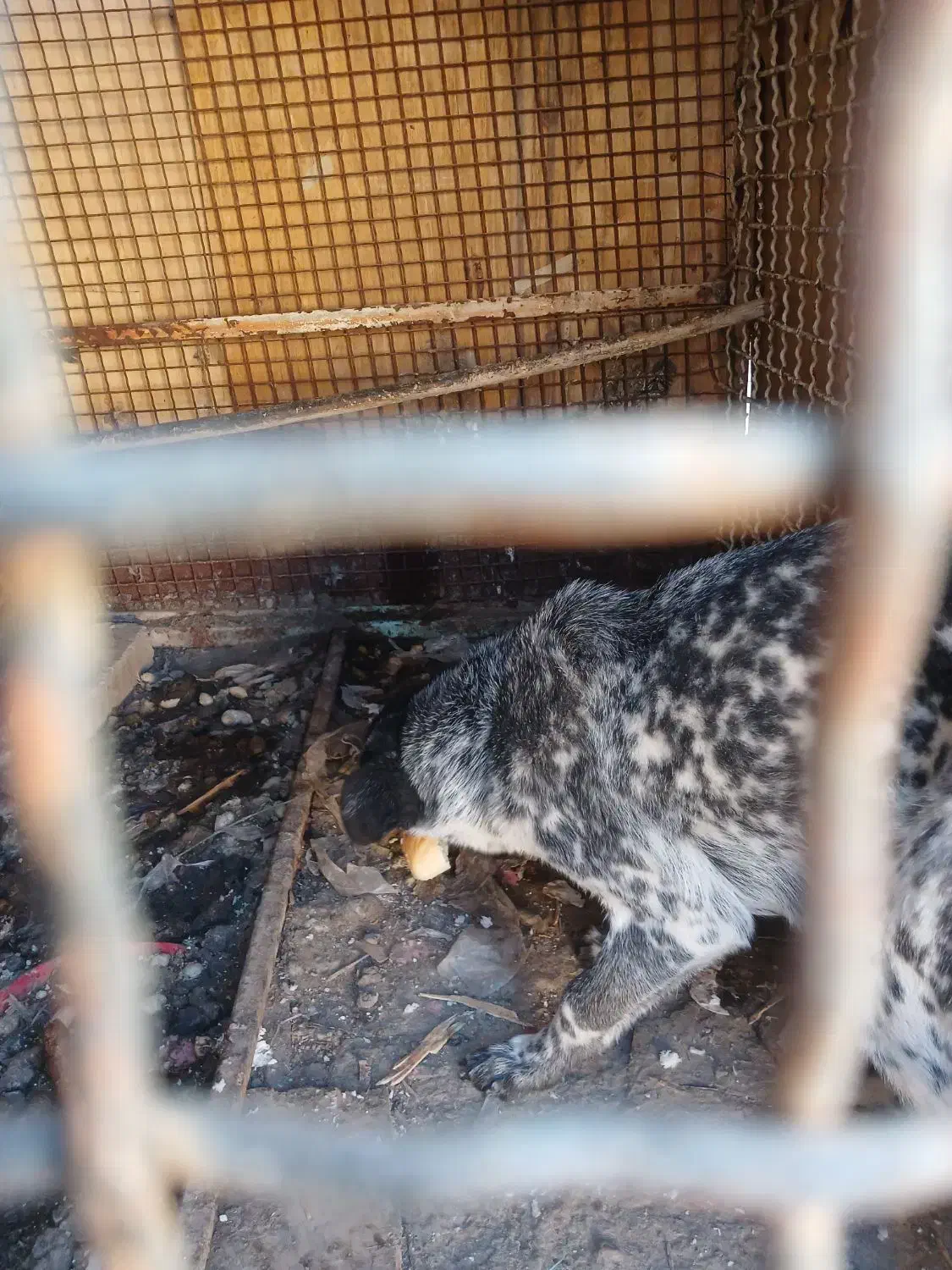 توله سگ|سگ|ماهدشت, |دیوار