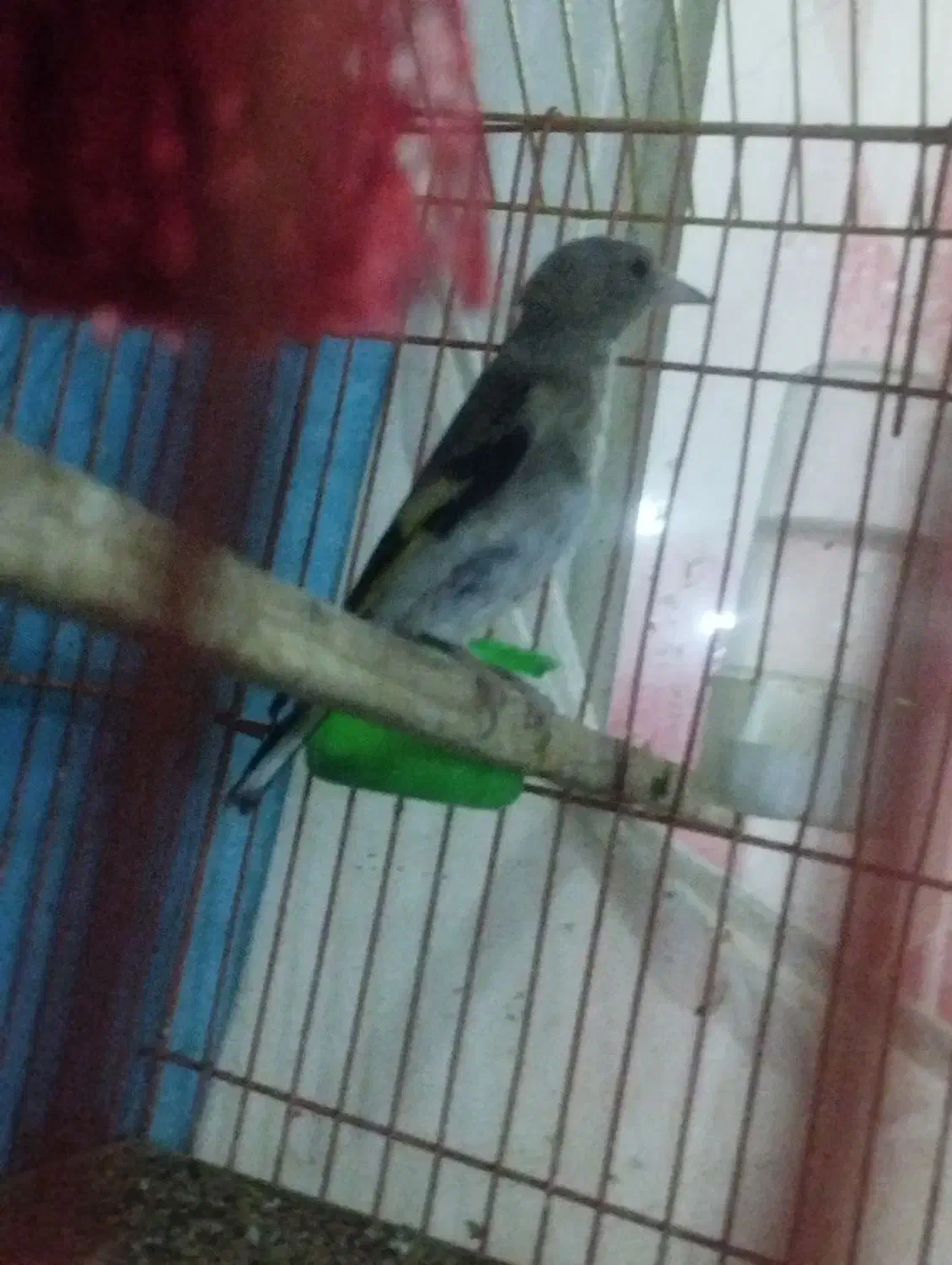 سهره جوجه جوانه|پرنده|تربت جام, فاز ۱ فرهنگیان|دیوار