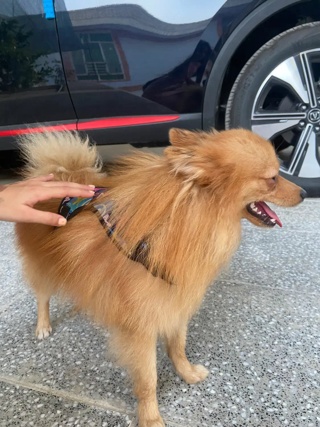 سگ فروشی|سگ|میناب, |دیوار