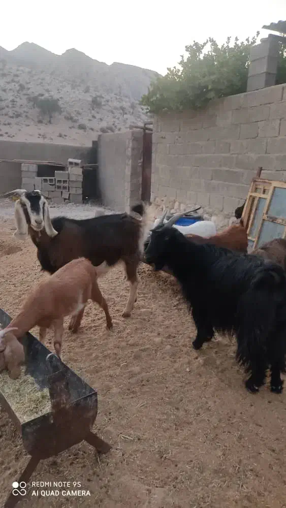 ‌دوتا‌بز‌ترکی‌ابستن‌دقلو‌زا|حیوانات مزرعه|جم, |دیوار