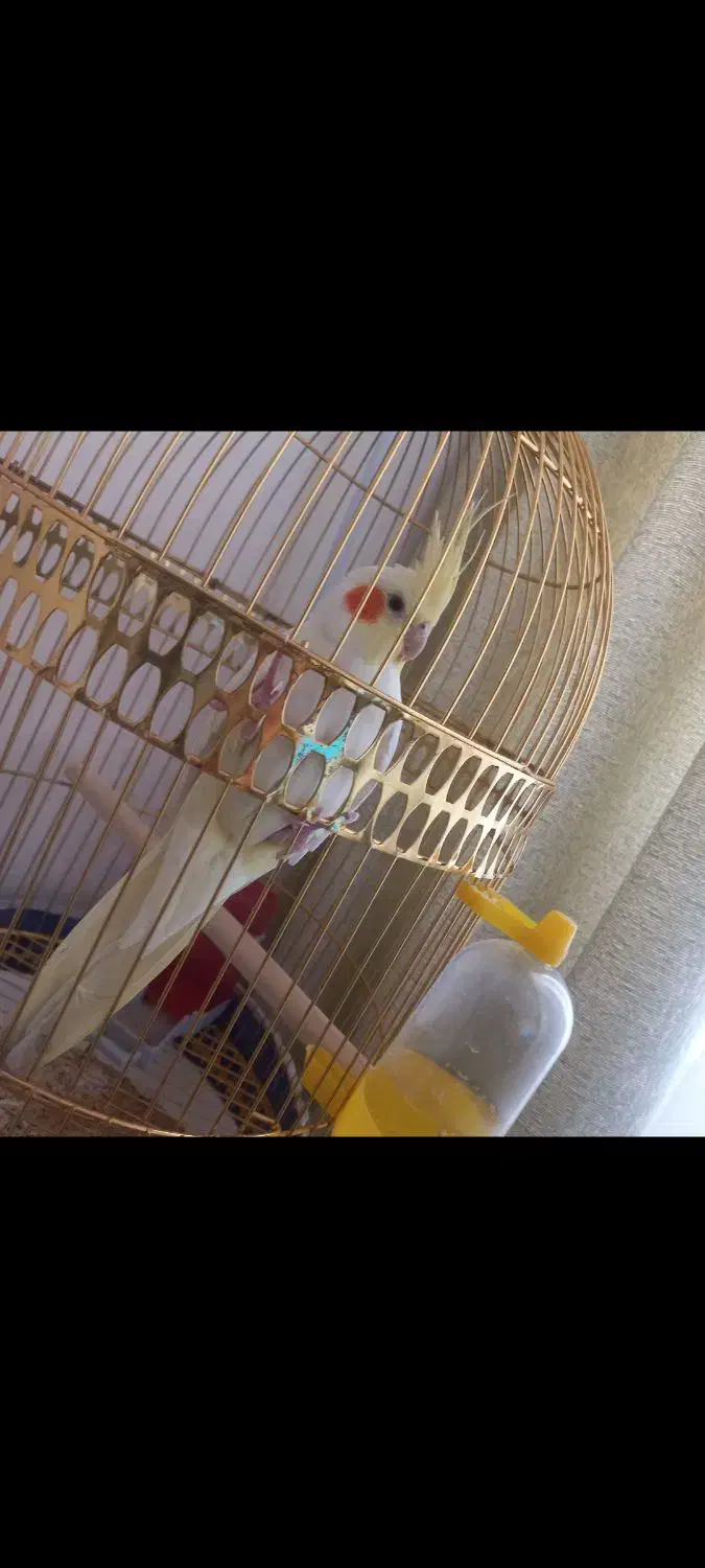 عروس هلندی|پرنده|ساوه, |دیوار