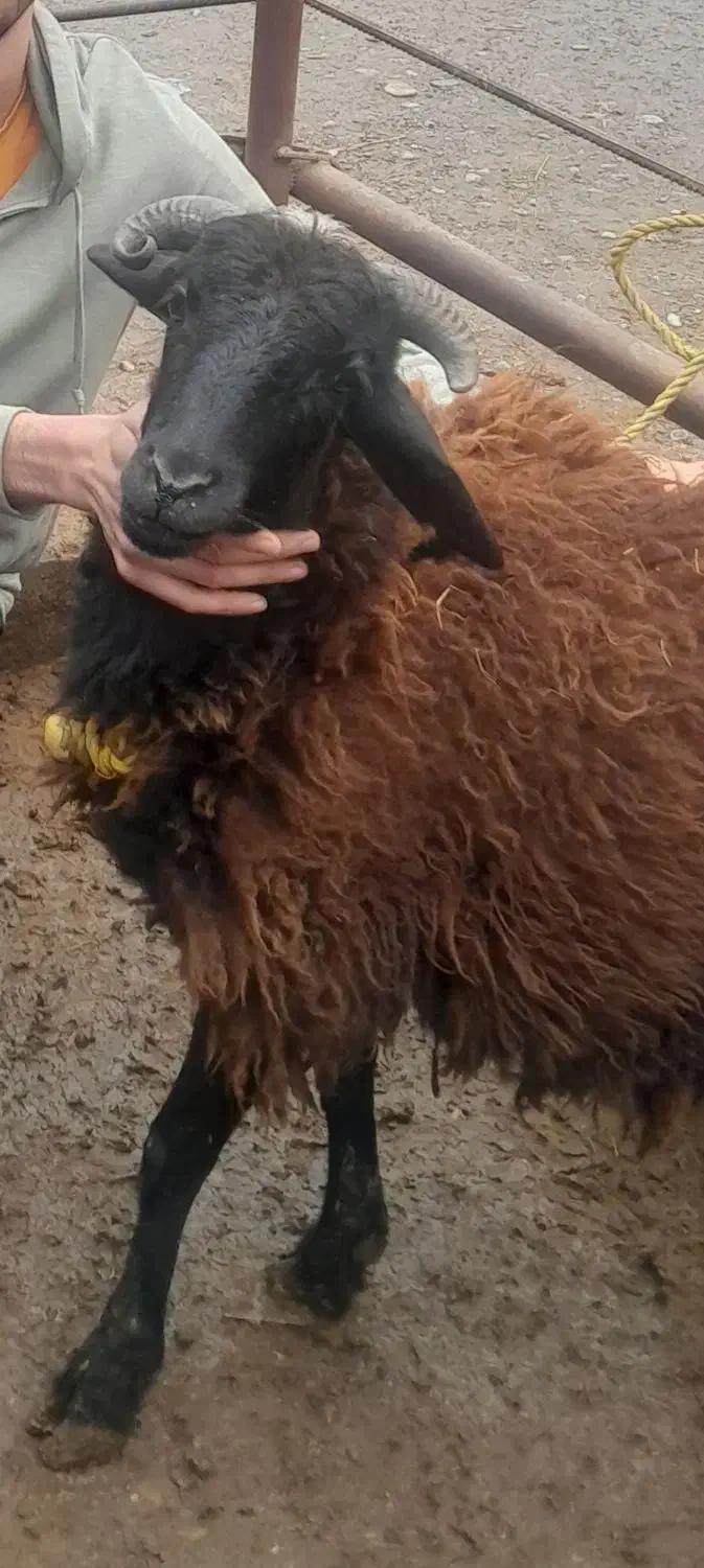 گوسفند نر فروشی کاملا اهلی|حیوانات مزرعه|سنگر, |دیوار