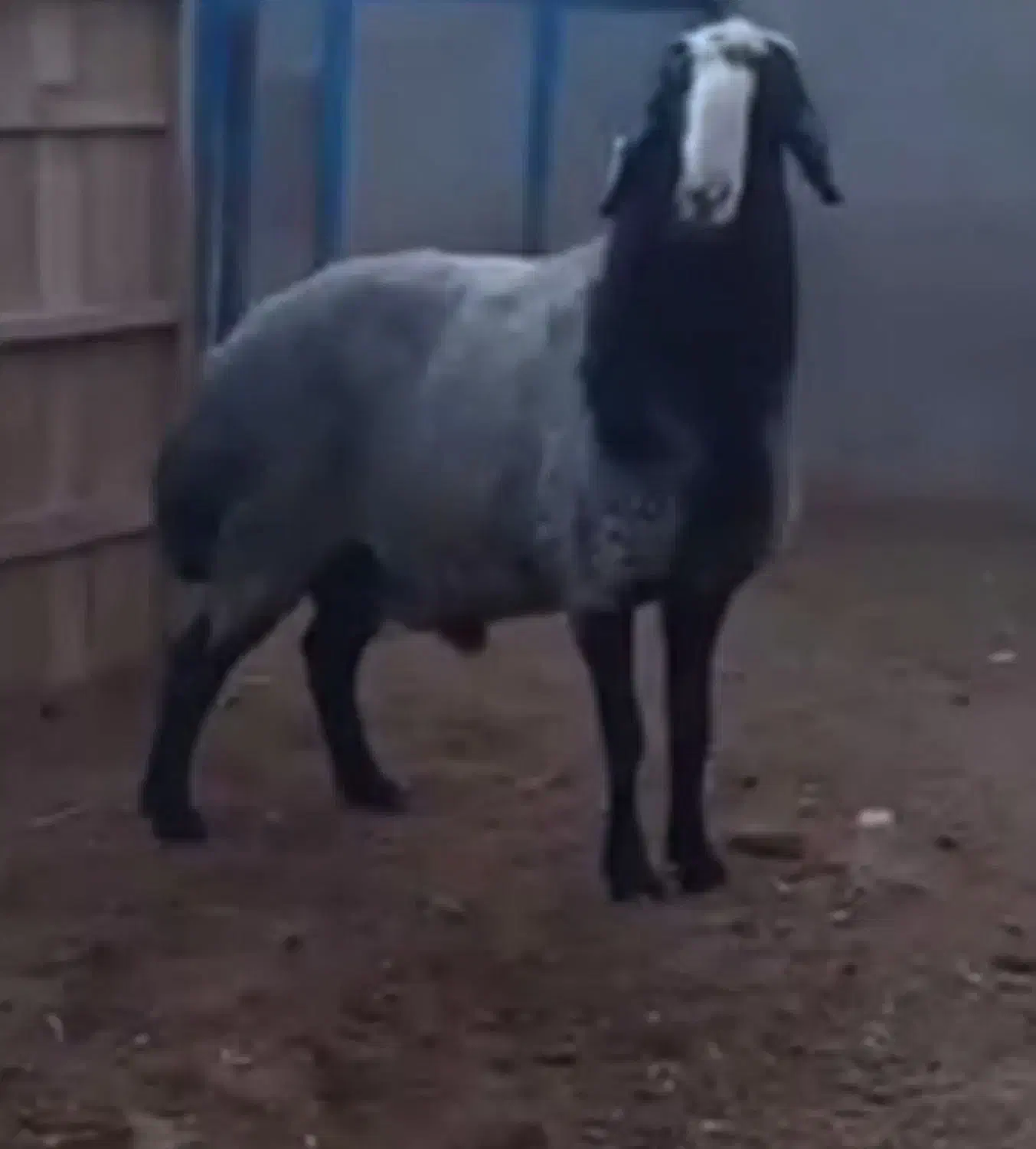 گوسفند|حیوانات مزرعه|قزوین, |دیوار