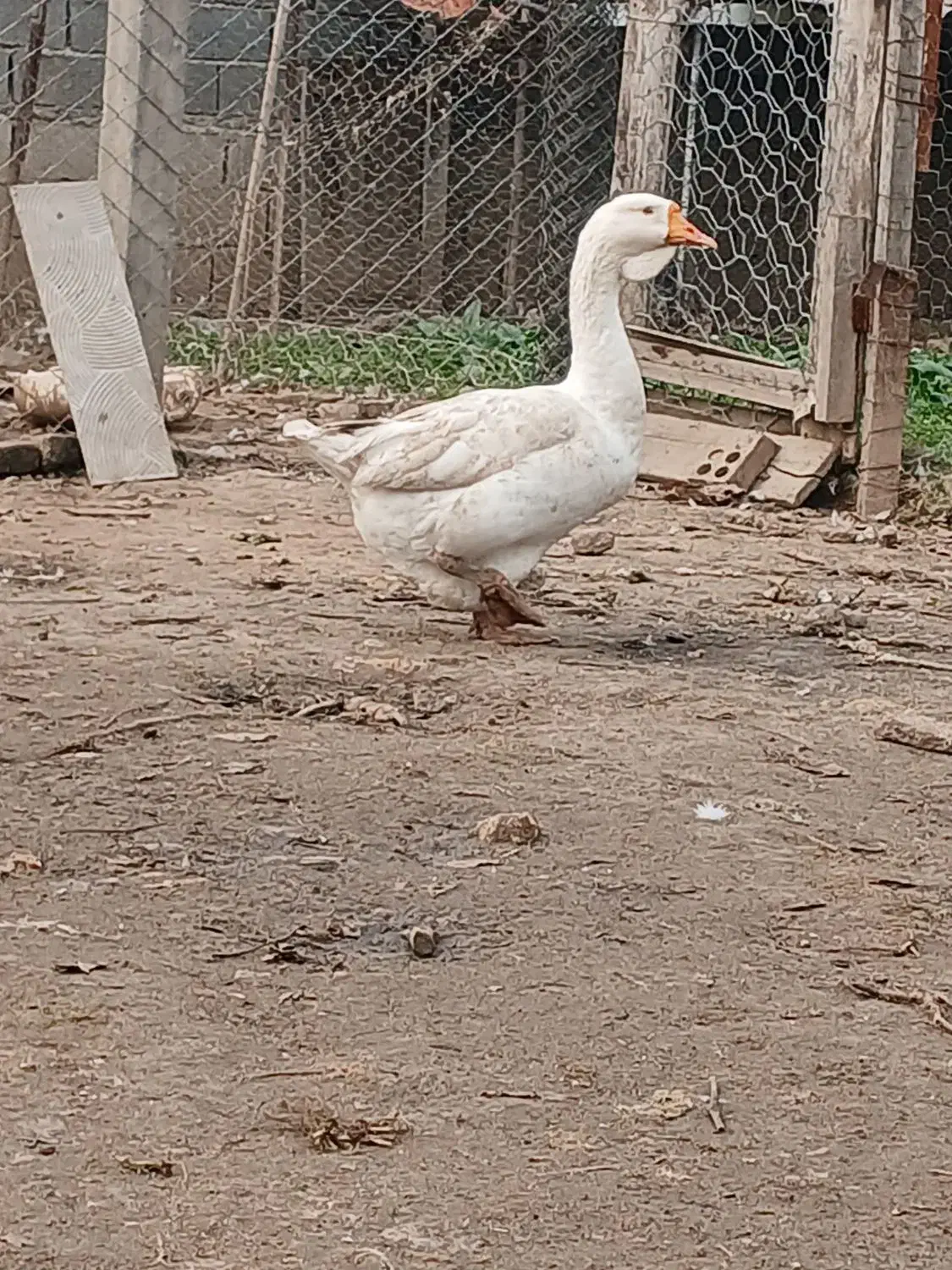 قوغاز اصیل|حیوانات مزرعه|سورک, |دیوار