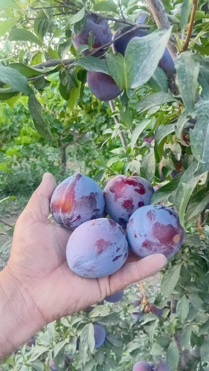 انواع ارقام نهال پیوندی و پایه رویشی|خدمات باغبانی و درختکاری|دماوند, دماوند|دیوار