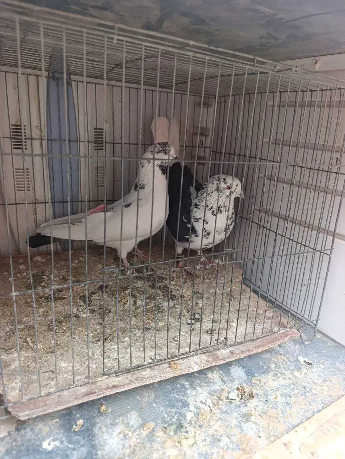 کبوتر|پرنده|قره پشتلو, |دیوار