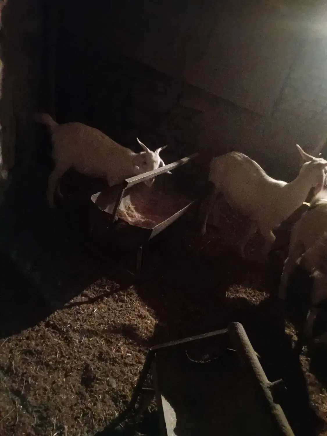 ۳ راس بز|حیوانات مزرعه|دامغان, |دیوار