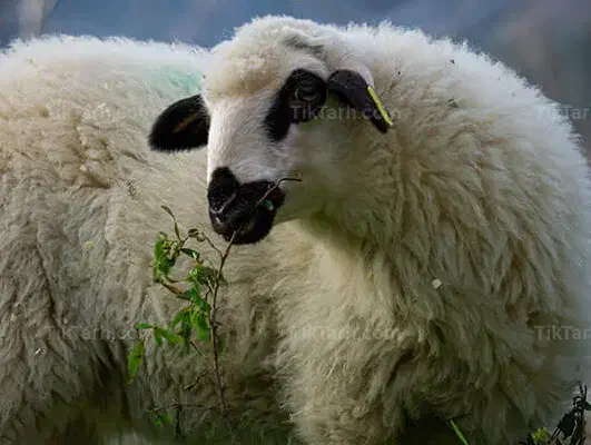 گوسفند چراشده پرواری وگوشتی بضمانت مرجوعی|حیوانات مزرعه|مشهد, نوید|دیوار