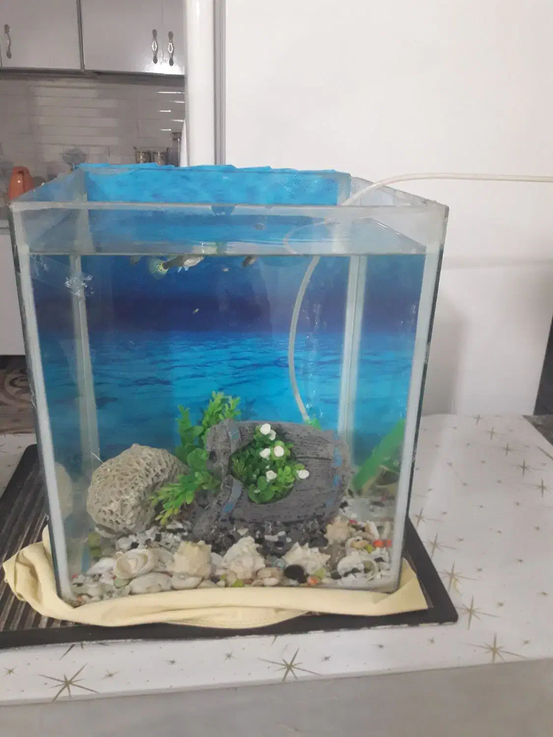 اکواریوم|ماهی|مسجد سلیمان, |دیوار