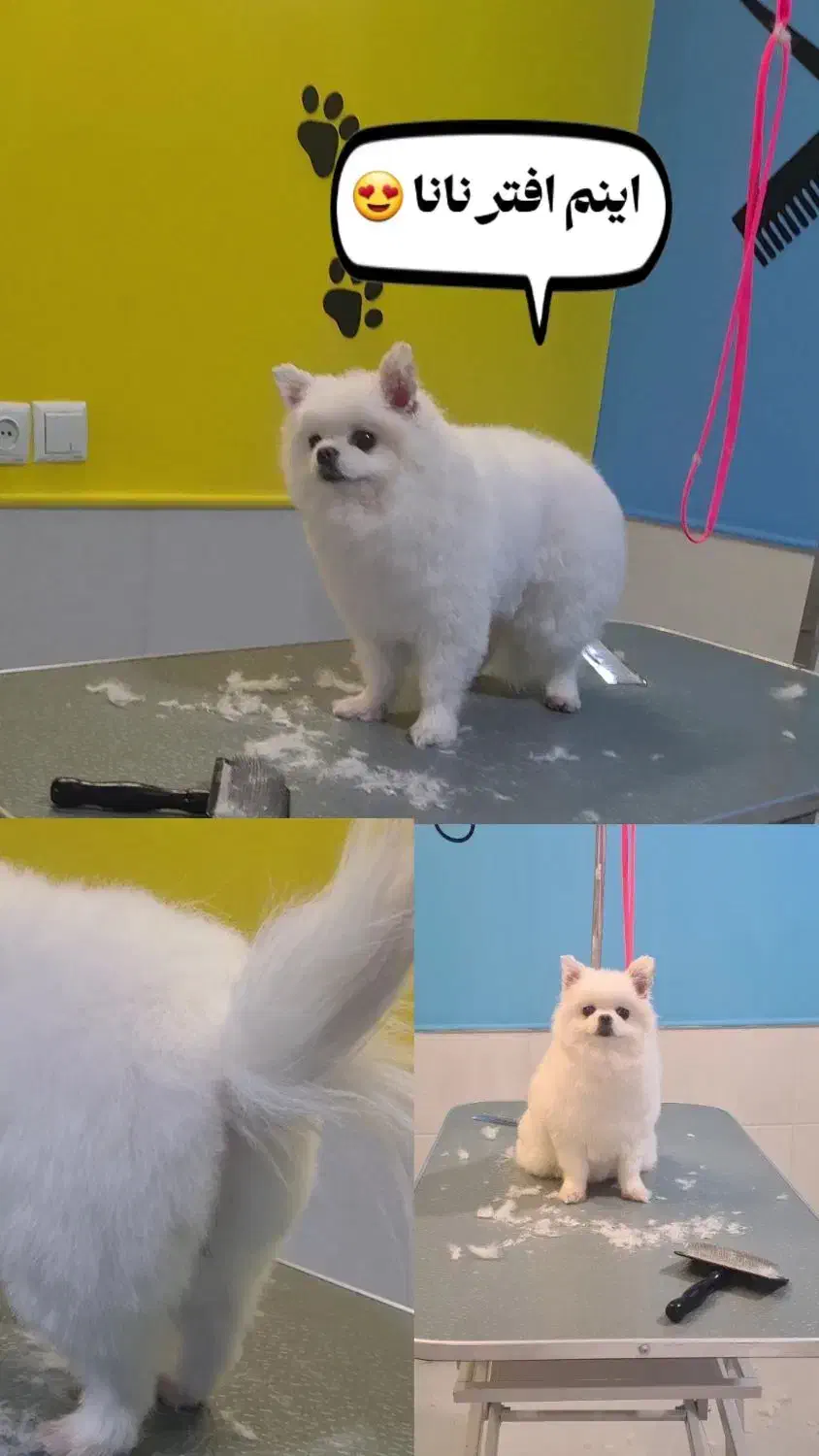 آرایشگر حیوانات خانگی|خدمات آرایشگری و زیبایی|ساوه, |دیوار