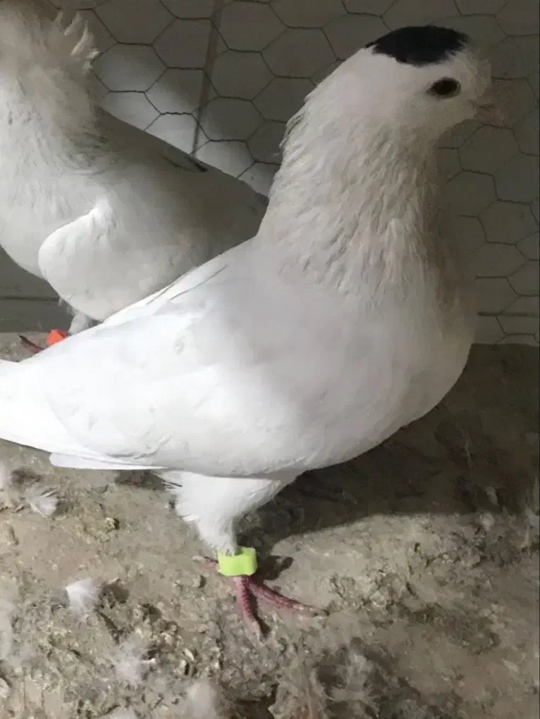 بدرنگ نر گلپنبه ای|پرنده|شاهینشهر, خانه کارگر|دیوار