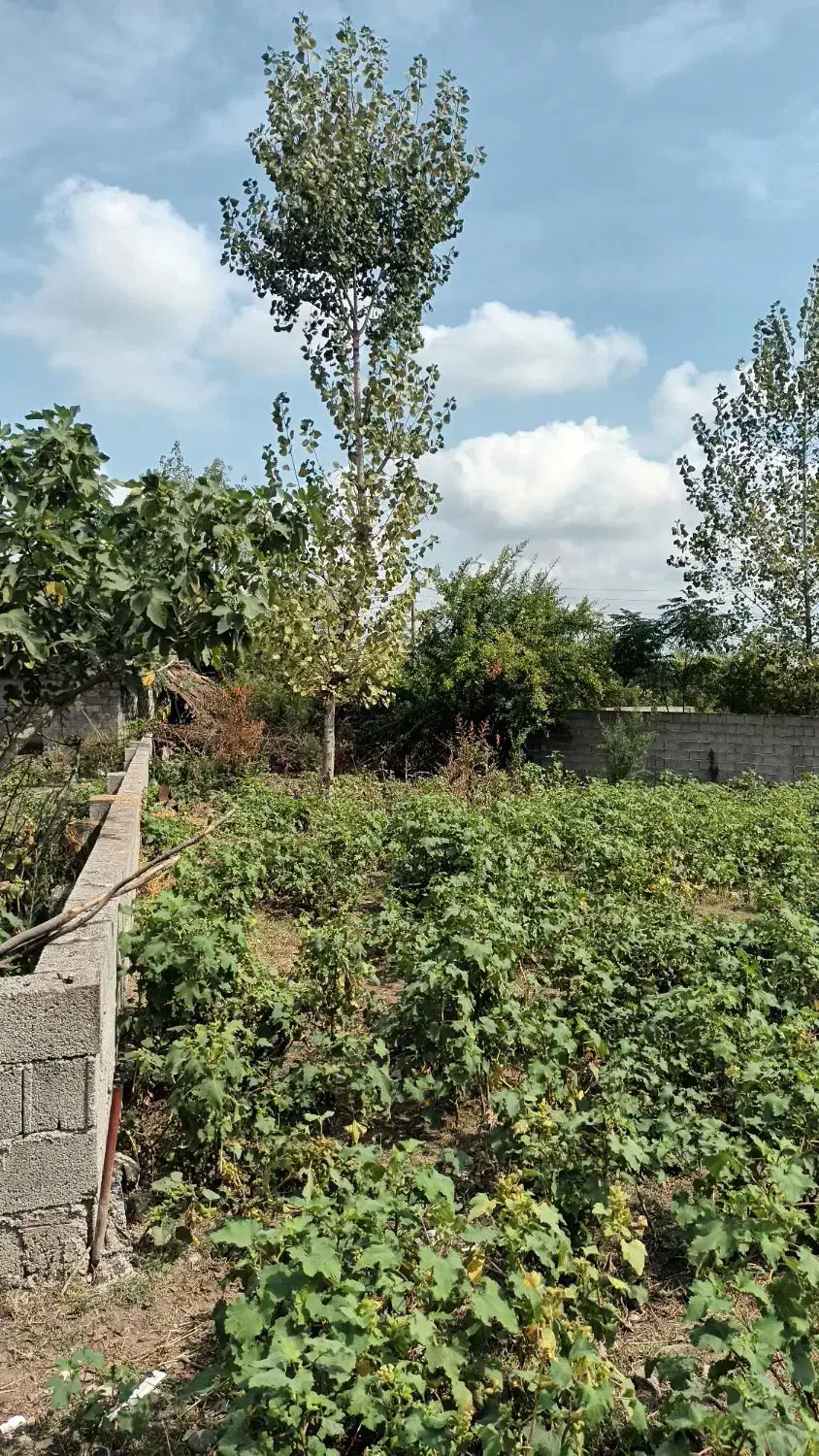 ۴۸۵ متر زمین مسکونی ( روستای توریستی  اولم)|فروش زمین و ملک کلنگی|شاندرمن, |دیوار