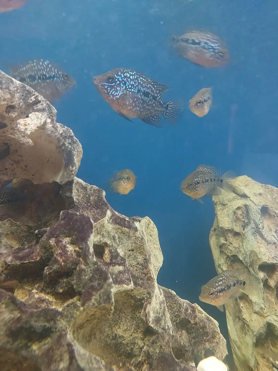 جوجه فلاور کامفا پرخط و خال|ماهی|کرج, گلشهر|دیوار