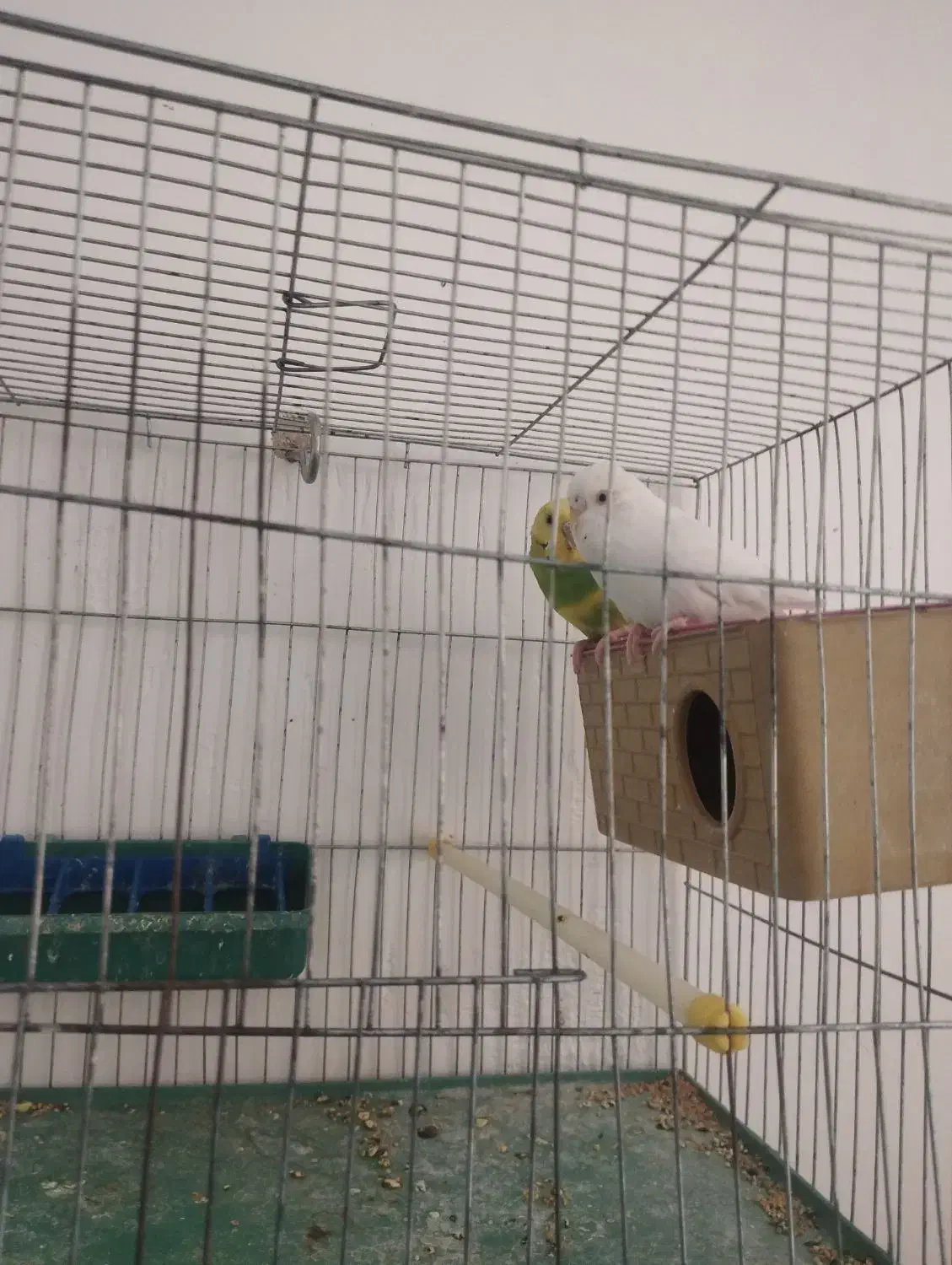 مرغ عشق|پرنده|داراب, |دیوار