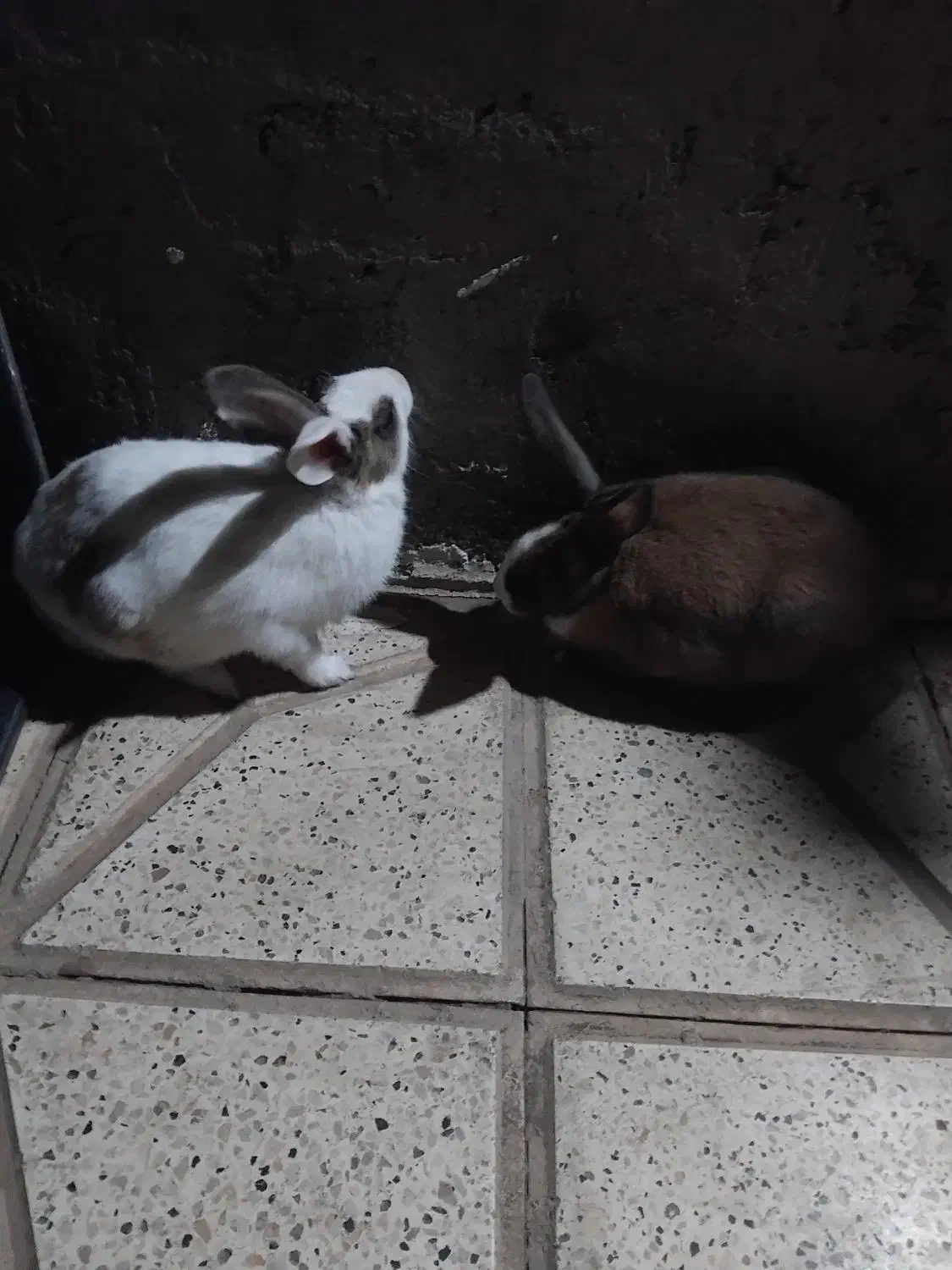 خرگوش خوشگل|موش و خرگوش|نیشابور, دربقاضی|دیوار