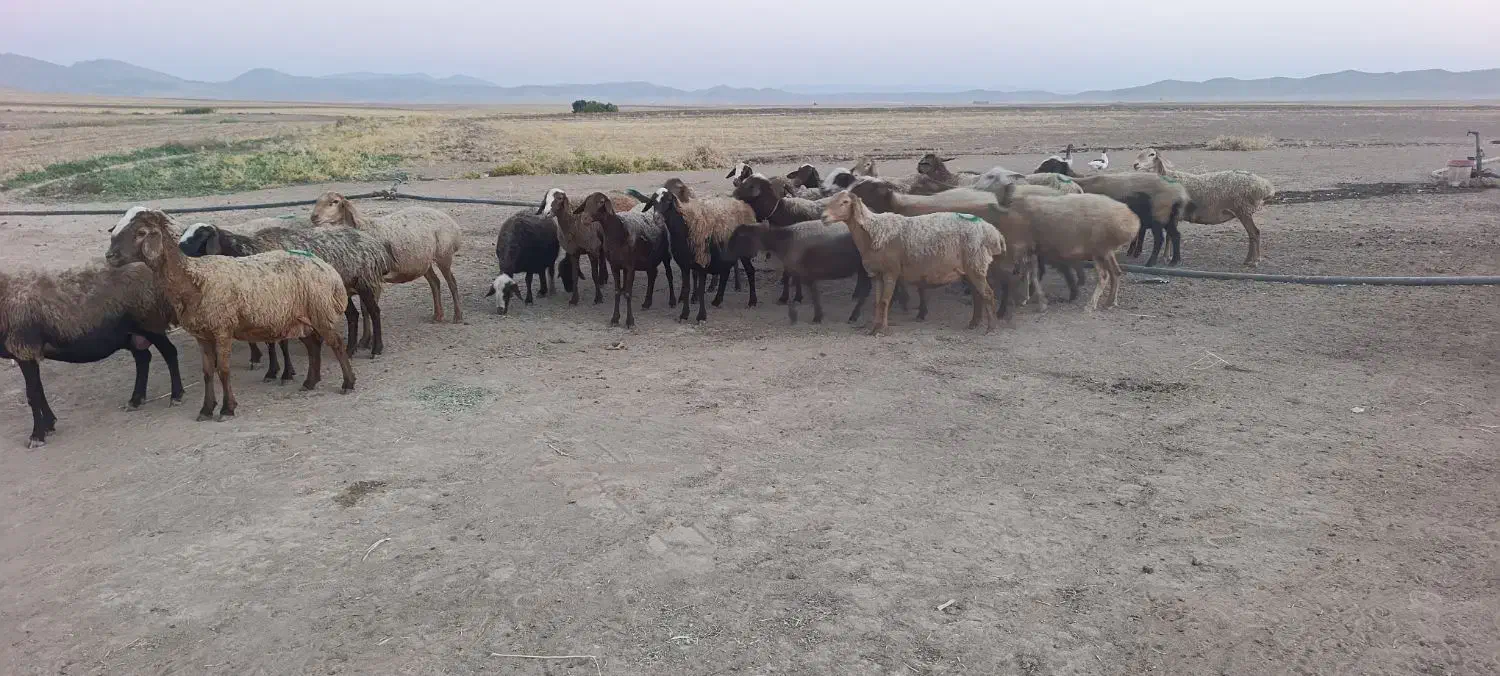 20 راس گوسفند زاییده بره ها جو خور جفتی 52|حیوانات مزرعه|کوهدشت, |دیوار