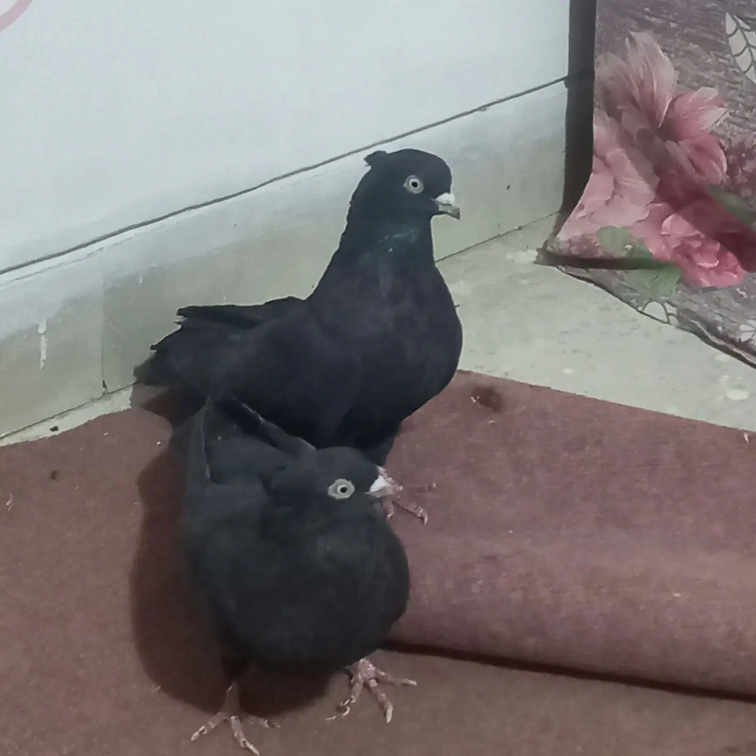 باسلام یه جفت نروماده زاغ آبادانی به فروش میرسد|پرنده|خمینیشهر, |دیوار