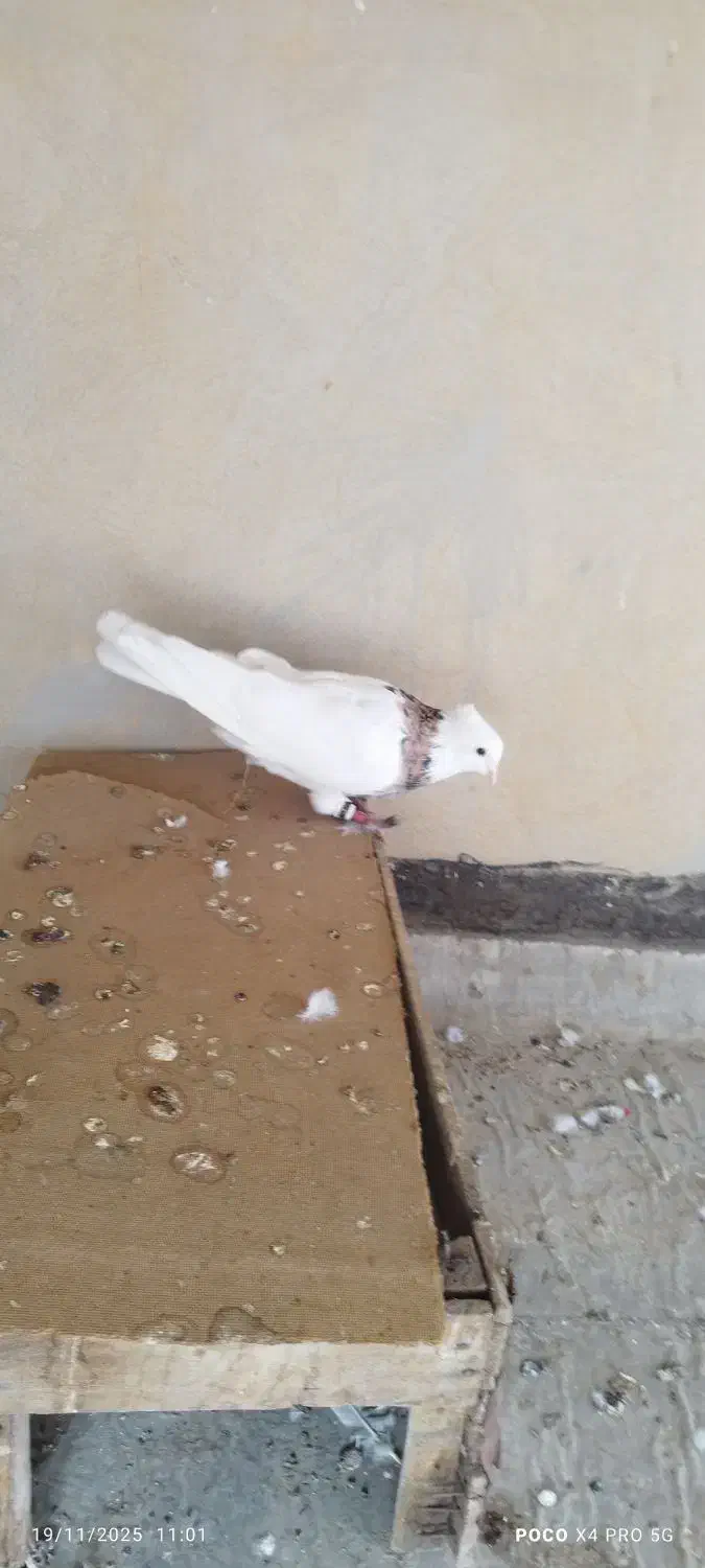 طوقی نر|پرنده|شادگان, |دیوار