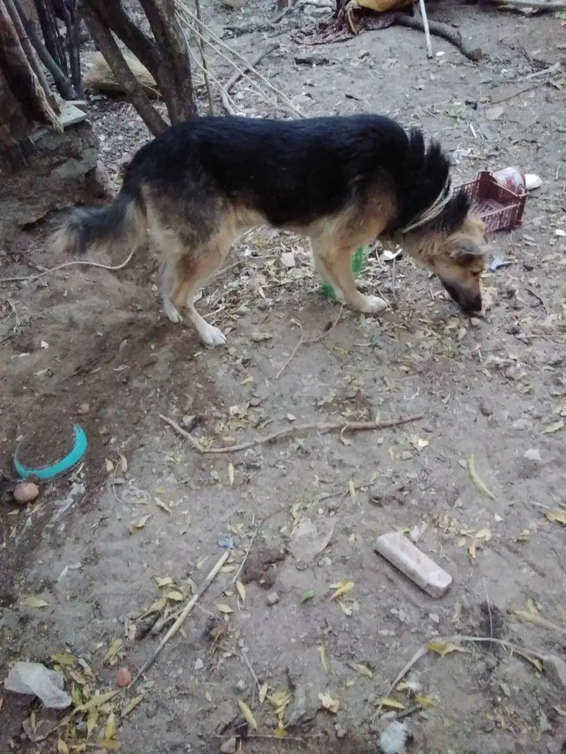 سگ ژرمن|سگ|درمیان, |دیوار