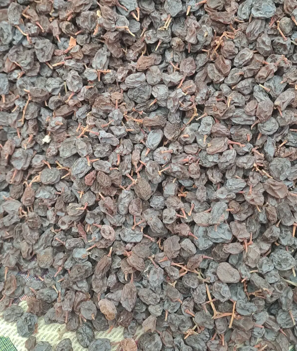 کشمش آفتابی درجه یک|خوردنی و آشامیدنی|اقبالیه, |دیوار