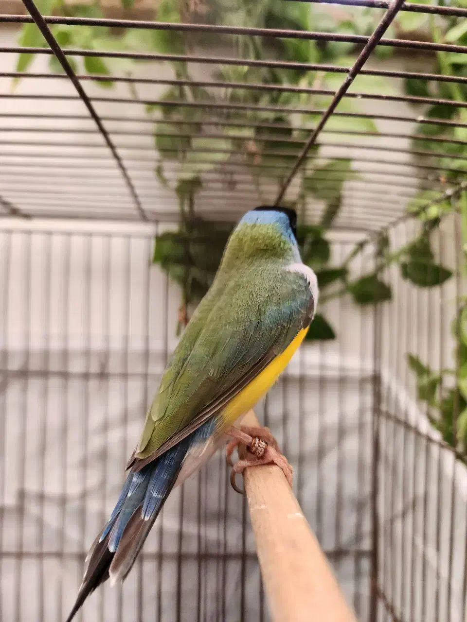 فنچ گلدین|پرنده|کرج, کمالشهر|دیوار