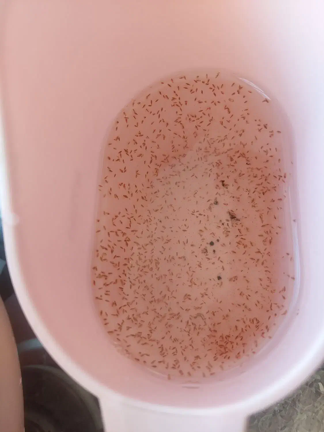 دافنی غذای زنده ماهی|ماهی|شیراز, غدیر شمالی|دیوار