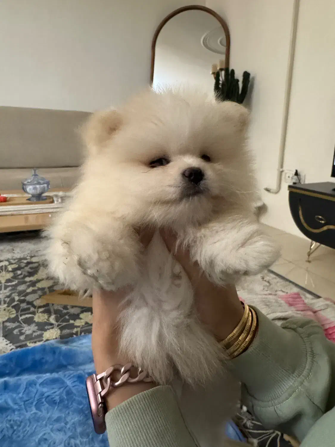 پامرنین اصیل|سگ|محمدیه-قزوین, |دیوار