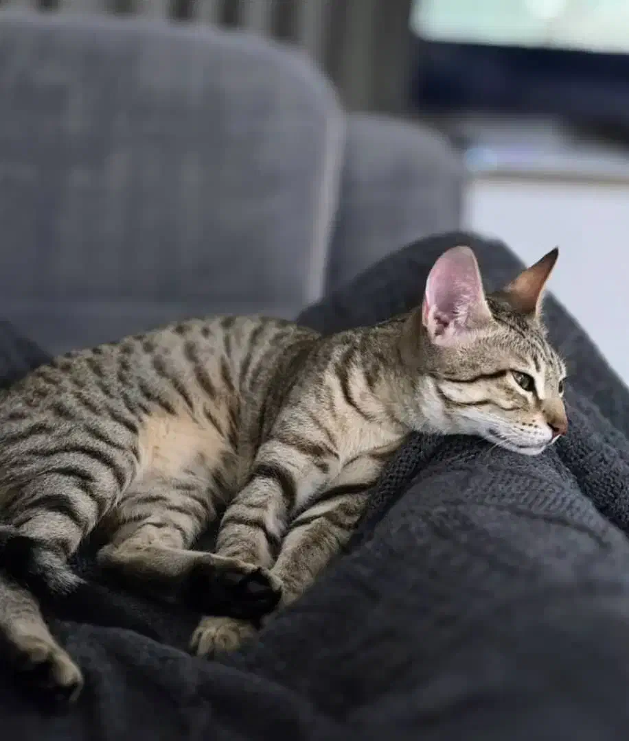 واگذاری گربه DSH|گربه|خرمشهر, |دیوار