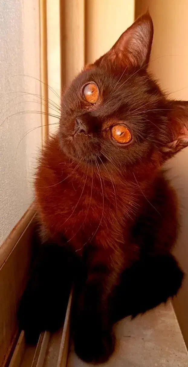 گربه ها|گربه|ساری, |دیوار