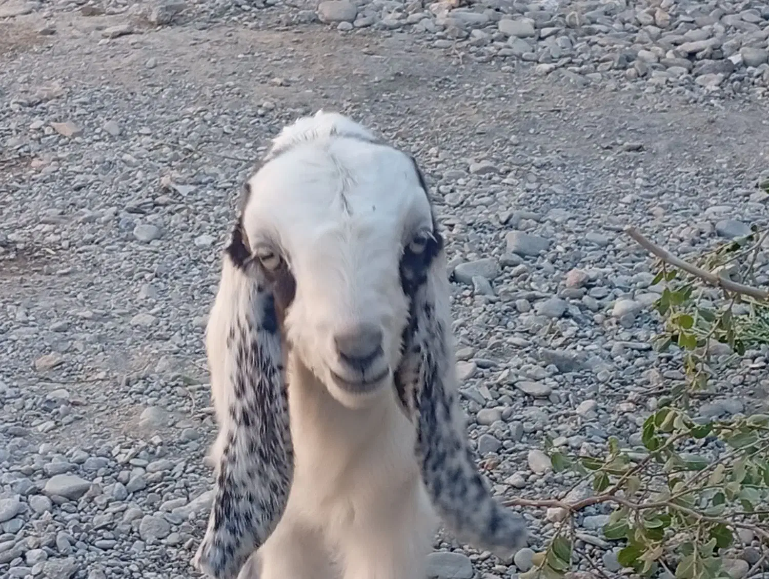 بزغاله ماده|حیوانات مزرعه|ایرانشهر, |دیوار