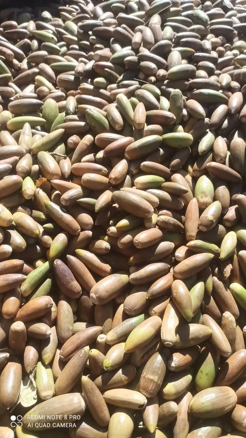 فروش عمده بلوط و ارسال به تمام نقاط کشور|گل و گیاه طبیعی|یزد, |دیوار