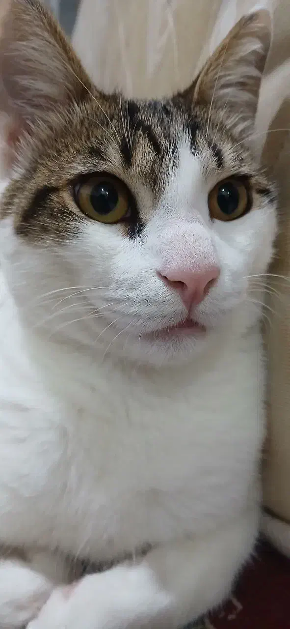 واگذاری گربه dsh نر|گربه|رشت, شهریاران|دیوار