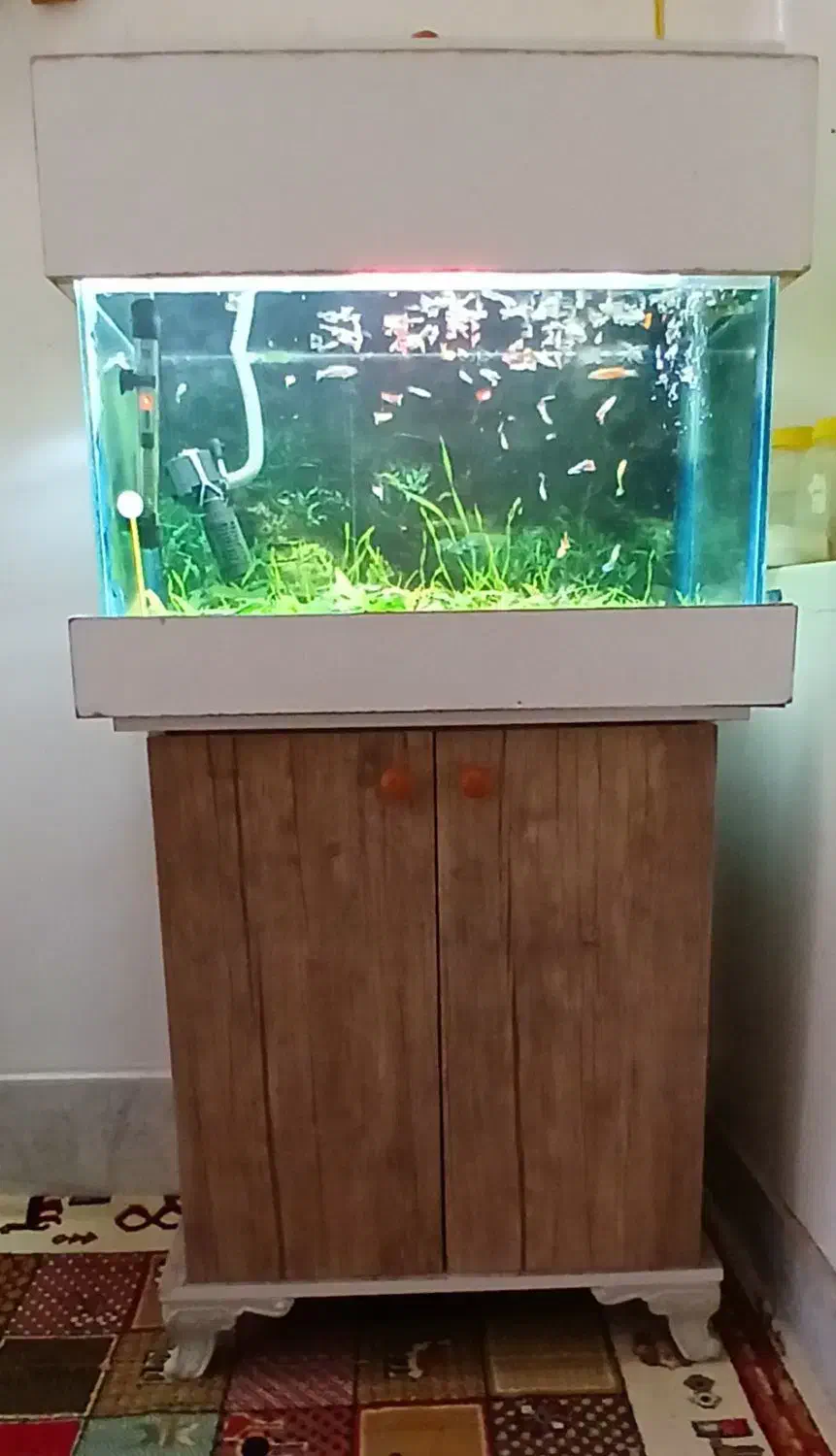 آکواریم با ابعاد ۶۰ ×۴۰×۴۰|ماهی|سبزوار, جهاد کشاورزی|دیوار