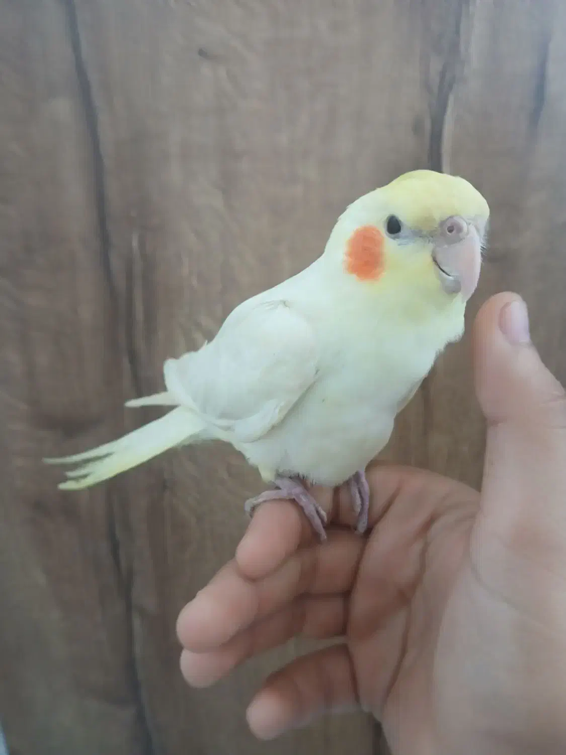 عروس هلندی دستی|پرنده|آذرشهر, |دیوار