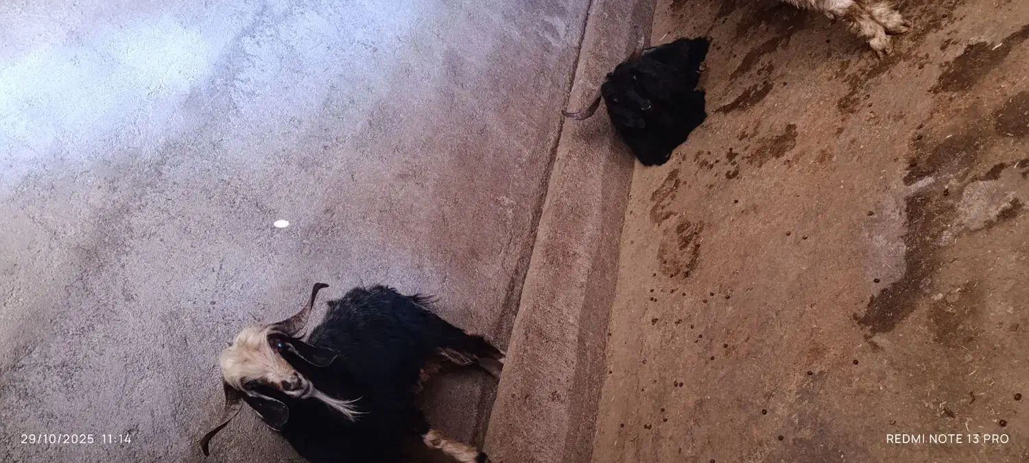 بز نر|حیوانات مزرعه|ایلام, |دیوار