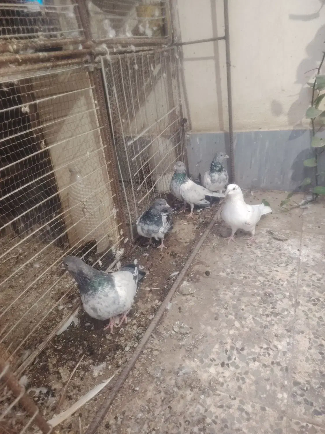 کبوتر|پرنده|چابهار, |دیوار