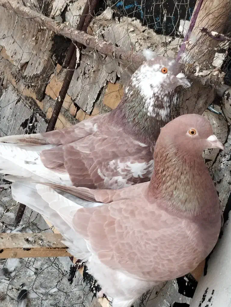 کبوتر زینتی|پرنده|اشنویه, |دیوار