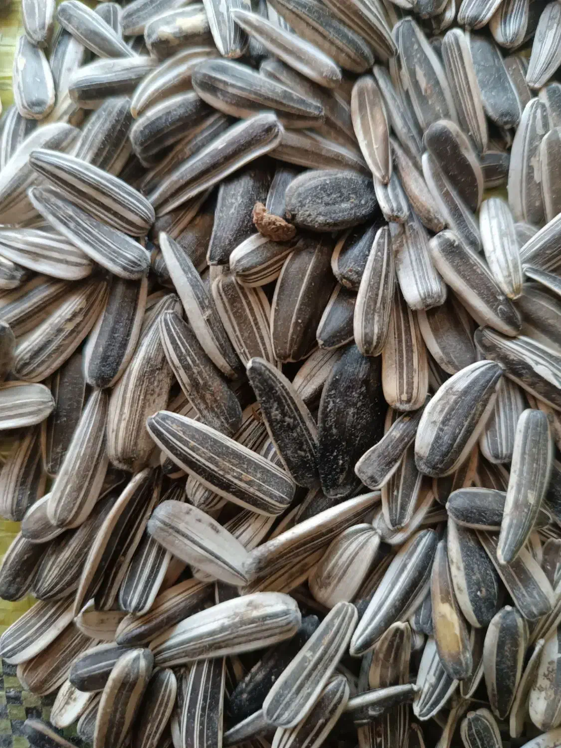 تخمه|خوردنی و آشامیدنی|سنقر, |دیوار