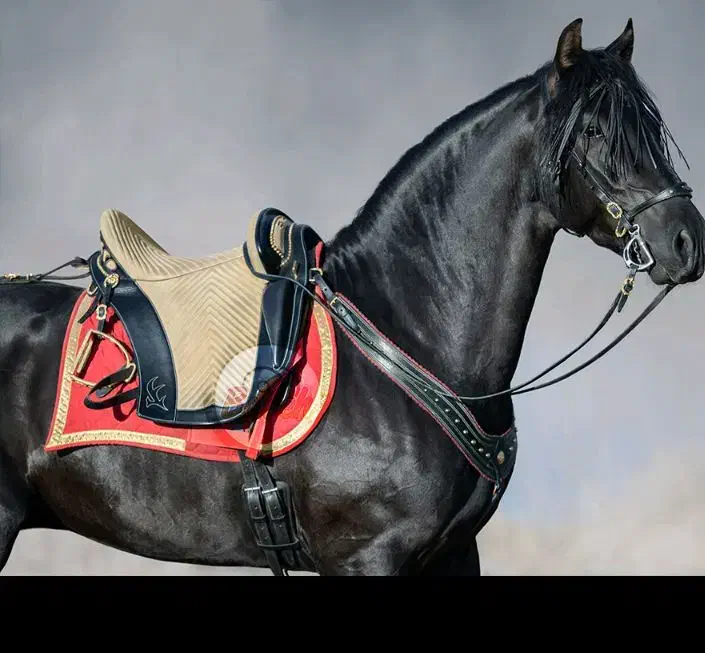 اسب|اسب و تجهیزات اسبسواری|رفسنجان, |دیوار