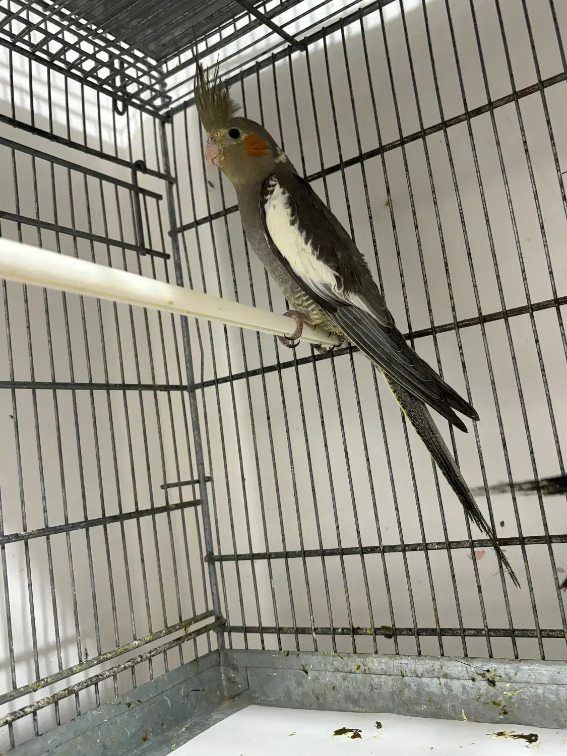 عروس هلندی جوانه|پرنده|زاهدان, |دیوار