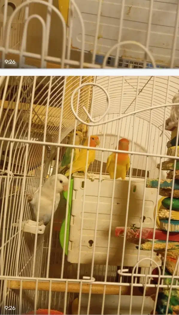 فروش طوطی برزیلی با رنگ‌های جذاب|پرنده|خرم‌آباد (تنکابن), |دیوار