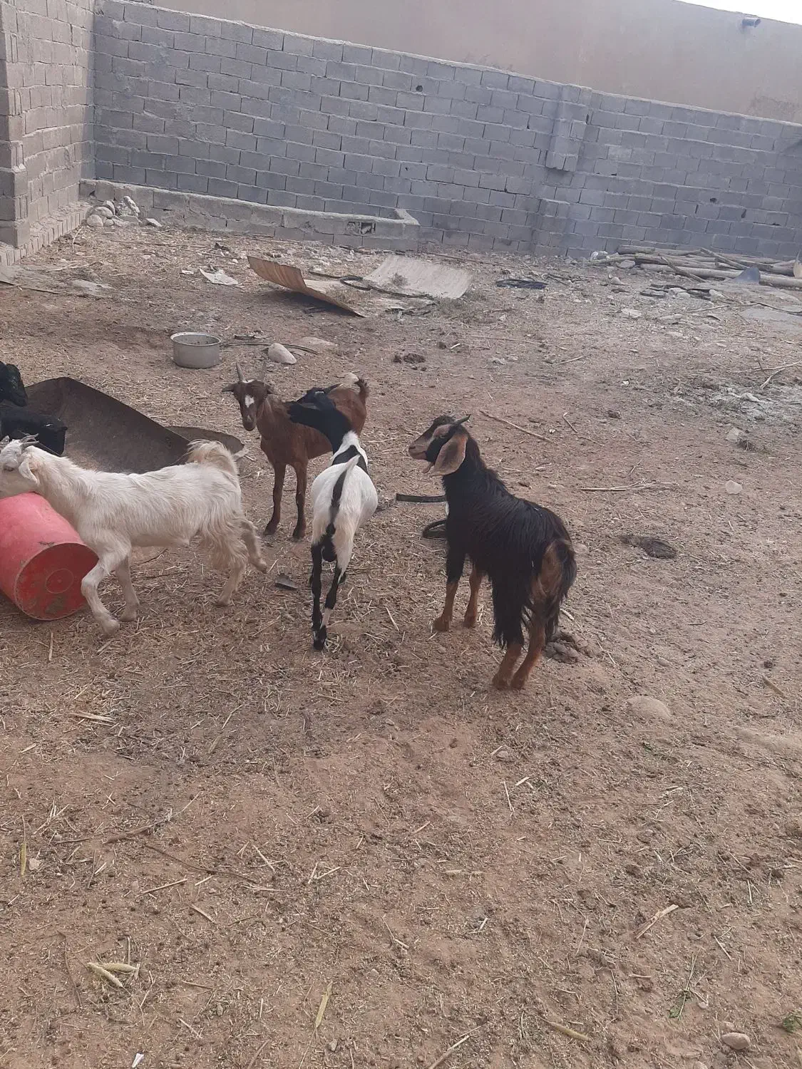 تعدادی کره گوشی|حیوانات مزرعه|بندر دیر, |دیوار