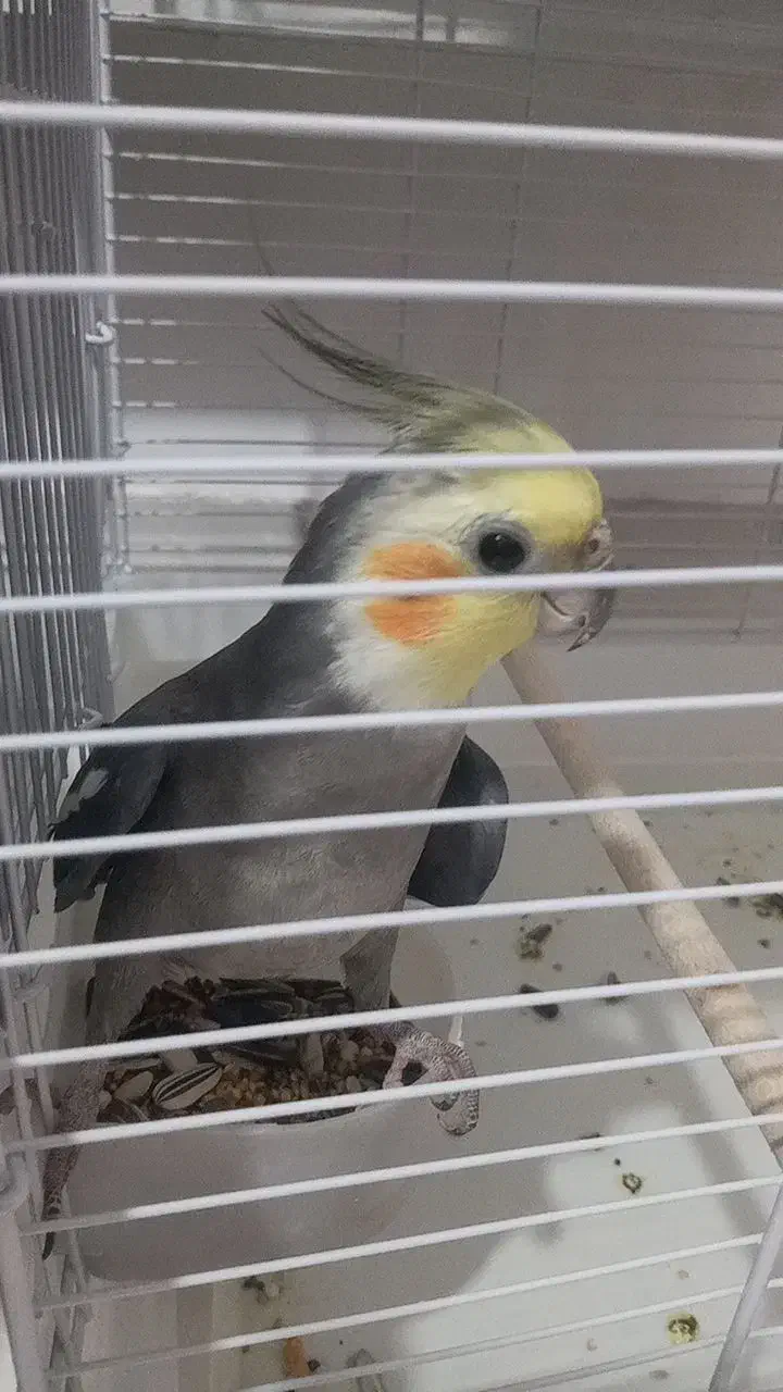 پرنده|پرنده|یاسوج, |دیوار