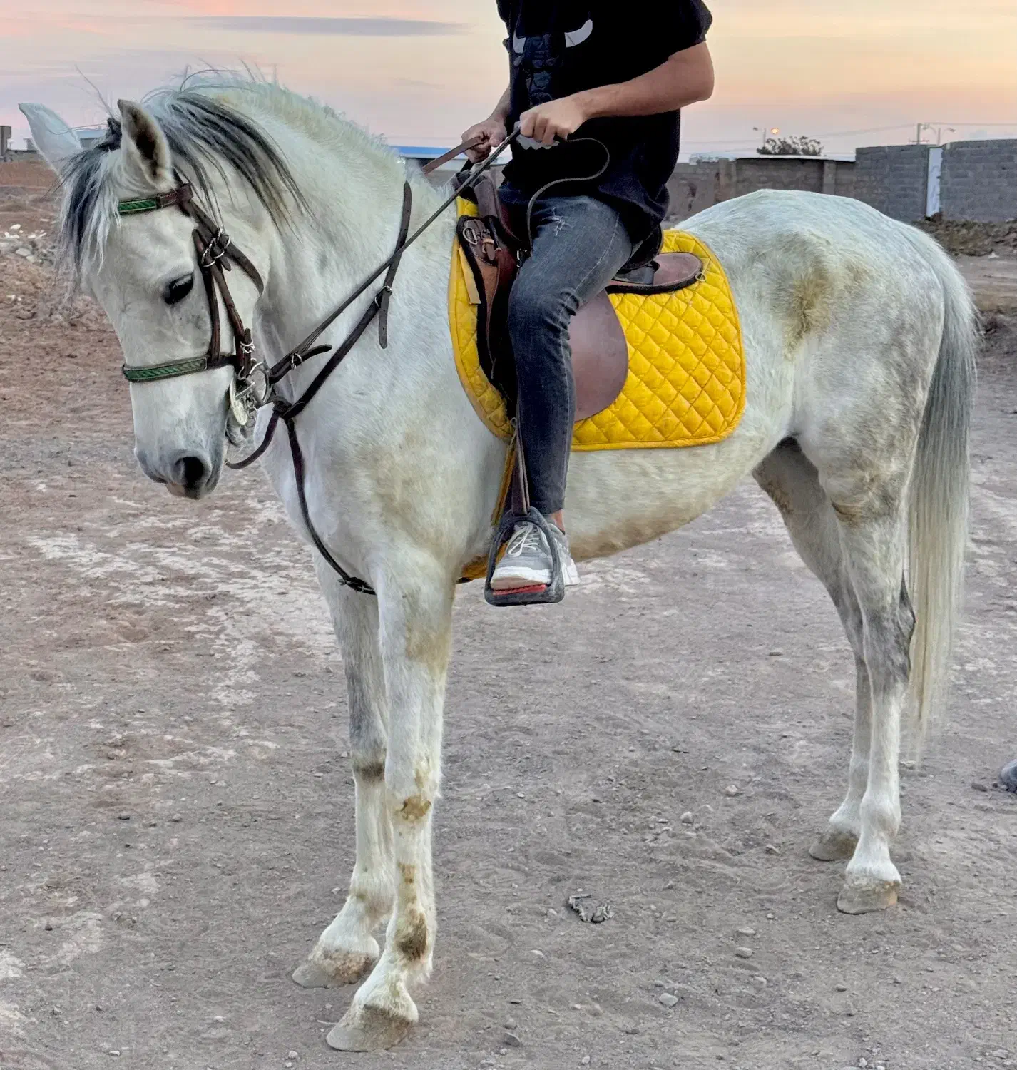 اسب مادیان فروشی|اسب و تجهیزات اسب‌سواری|رفسنجان, |دیوار