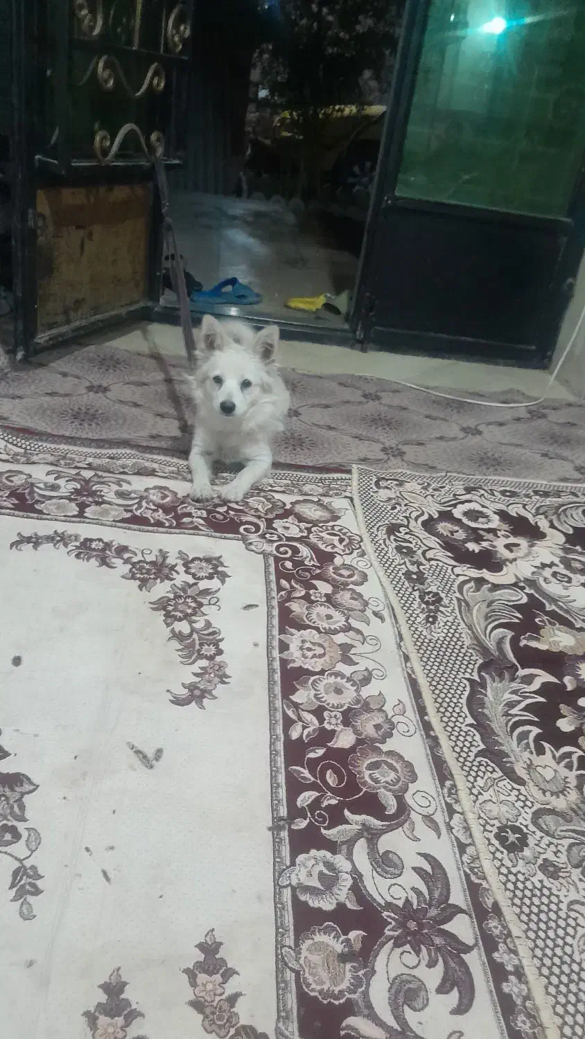 سگ تربیت شده حرف شنو|سگ|کرمان, |دیوار