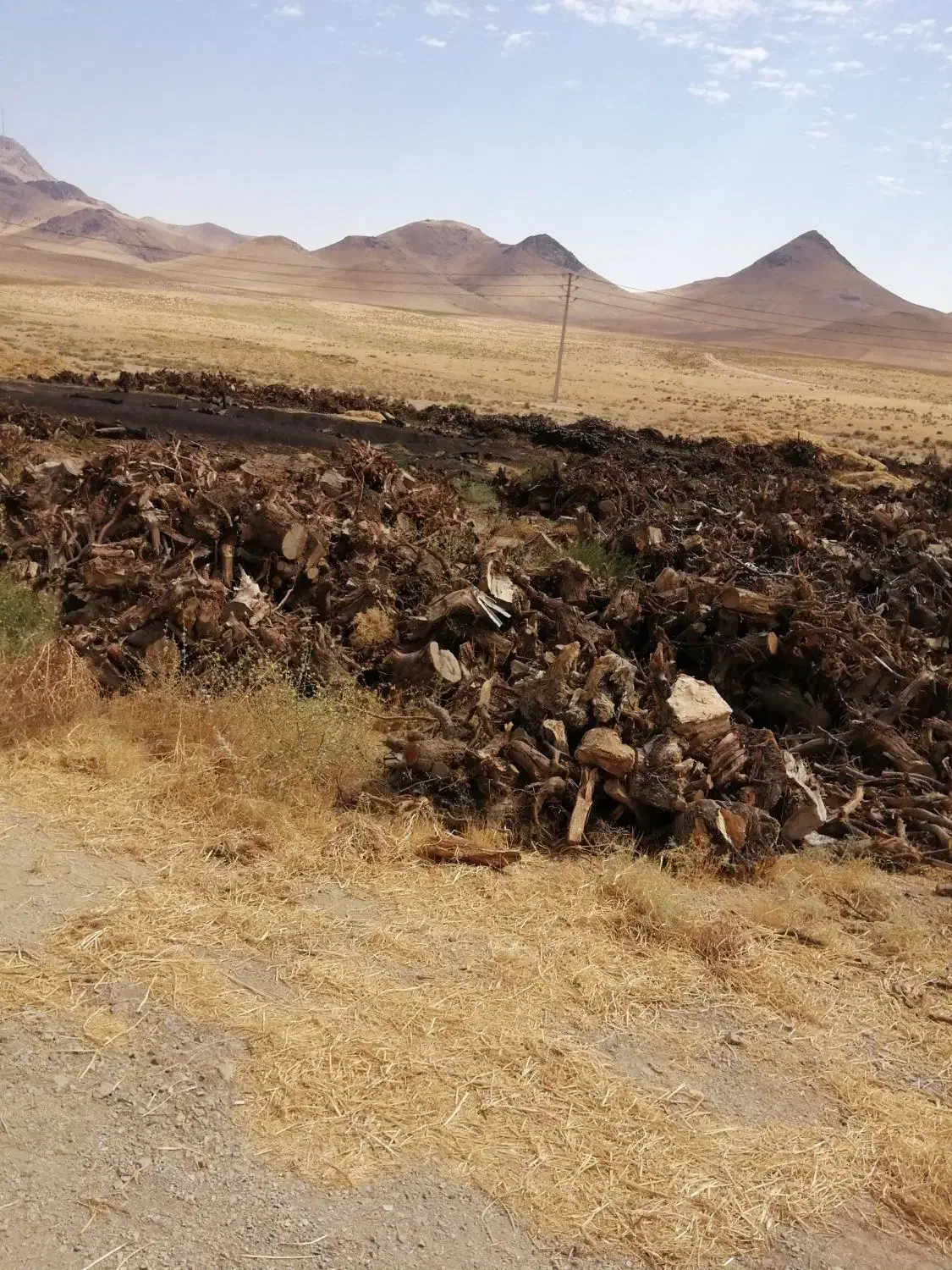 خرید انواع چوب|خدمات باغبانی و درختکاری|ارومیه, |دیوار