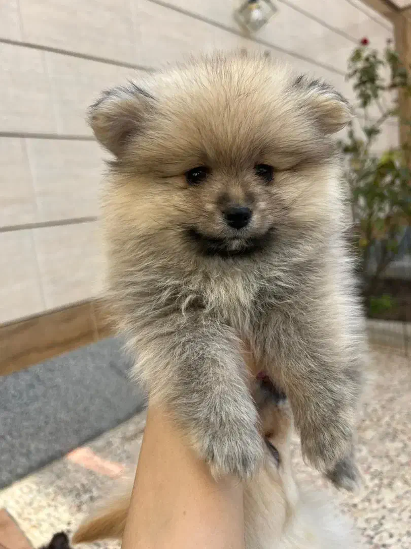 سگ پامر خرسی|سگ|خمینیشهر, |دیوار