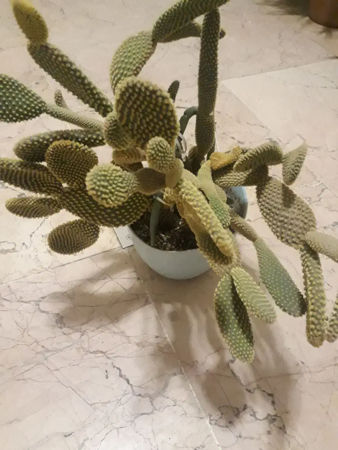 تیغی|گل و گیاه طبیعی|تبریز, |دیوار