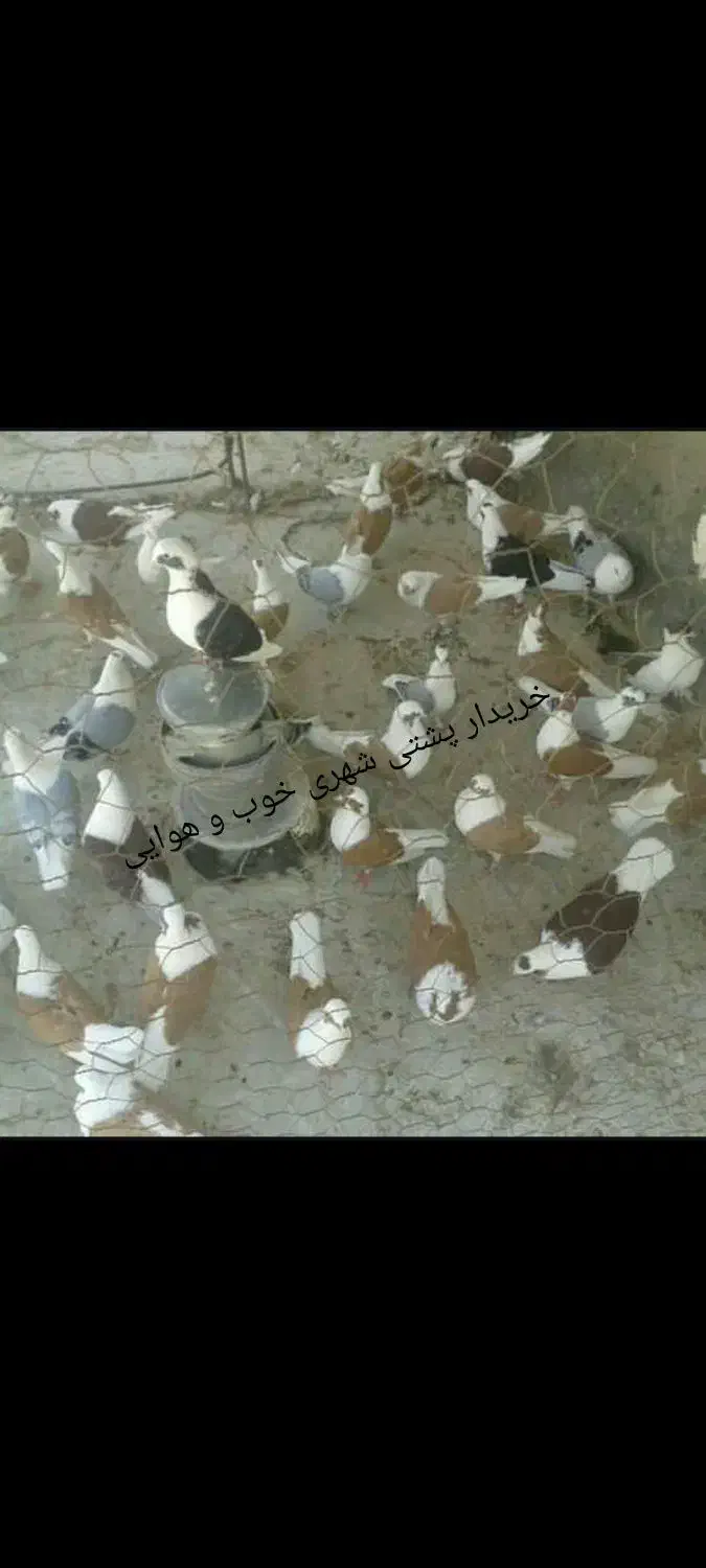 سبز دم سفید و پشتی|پرنده|شیراز, شهرک مفتح|دیوار